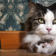Illustration for article titled Great, the effects of toxoplasma are harder to fix than we thought